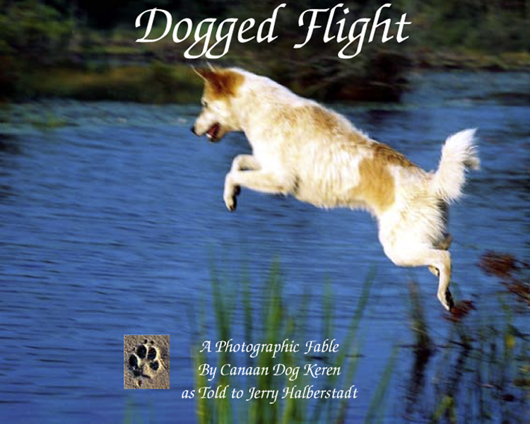 cover of Dogged Flight