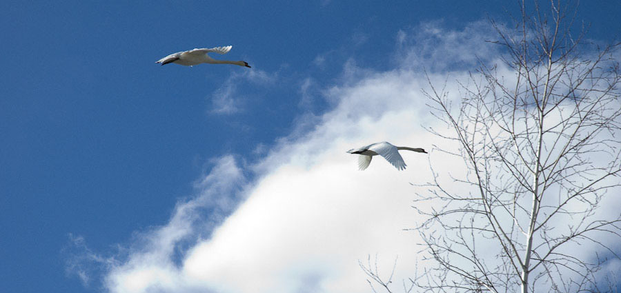 pair of messenger swans overhead