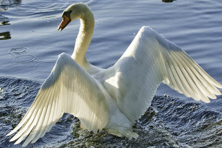 swan-spread-wings