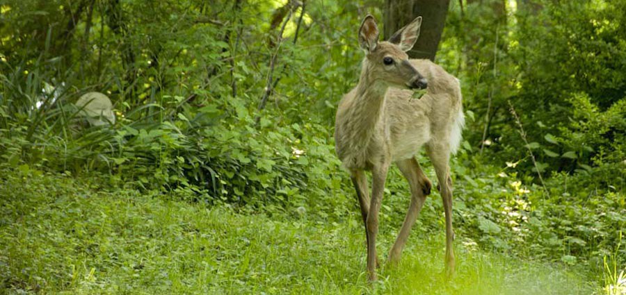 deer in Oldtown forest