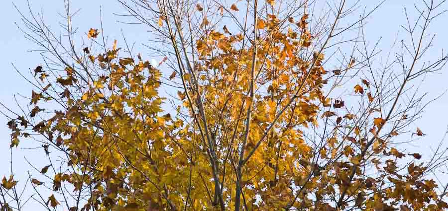 sugar maple, november, Brooksby