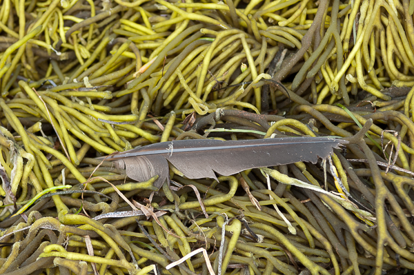 Feather on seaweed