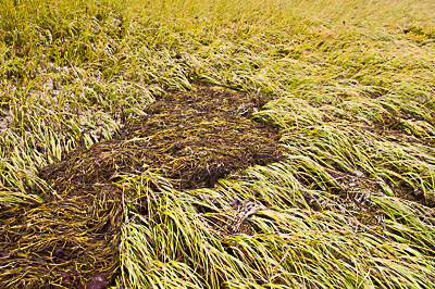 Seaweed and Grasses Intermingled