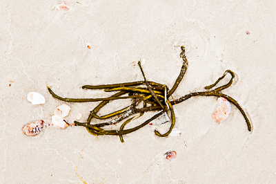 Seaweed on sandy beach